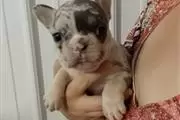 French bulldog puppy for sale