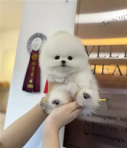 $300 : Pomeranian puppy image 6