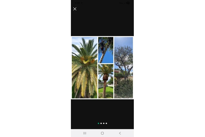 Omar tree y landscape image 3