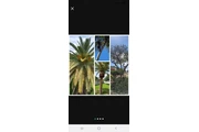 Omar tree y landscape thumbnail