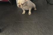 $3000 : Hermosa bulldog francés female thumbnail