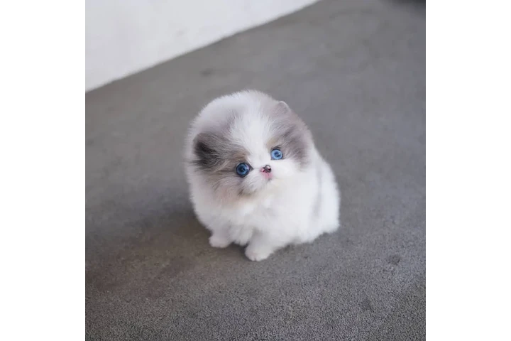 $350 : Pomerania en venta image 3