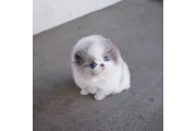 $350 : Pomerania en venta thumbnail