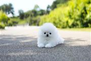 $250 : Pomeranian puppies thumbnail