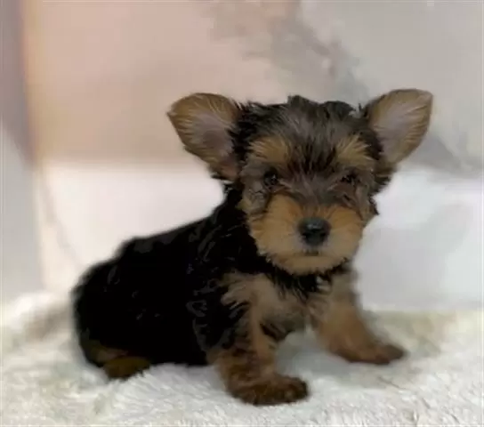Yorkie Cachorros en venta image 1