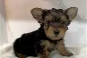 Yorkie Cachorros en venta en New Orleans
