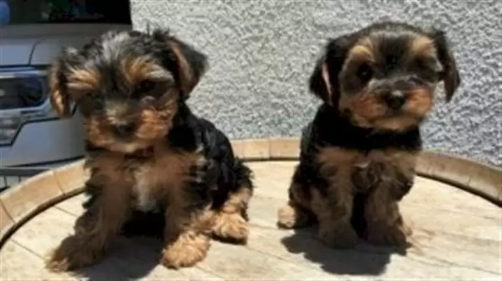 Yorkshire terrier bebe miniatu image 1