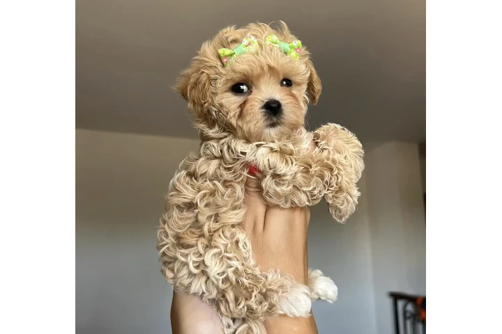 $450 : Cute Maltipoo Available image 1