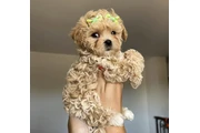 Cute Maltipoo Available en Jersey City