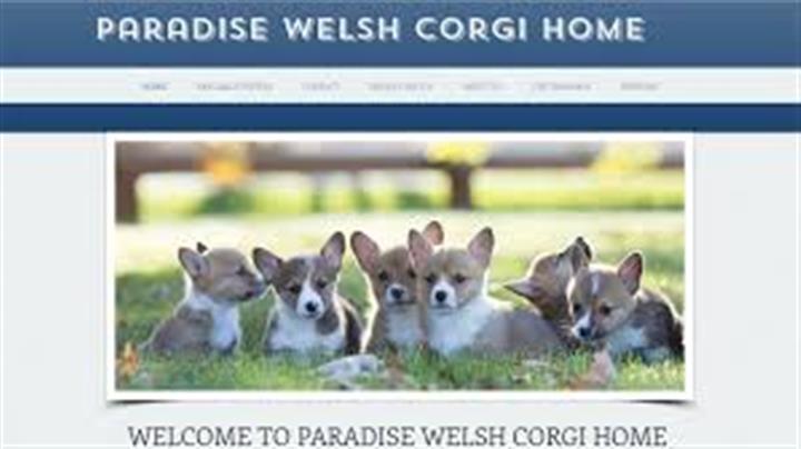 Paradise Welsh Corgi Home image 3