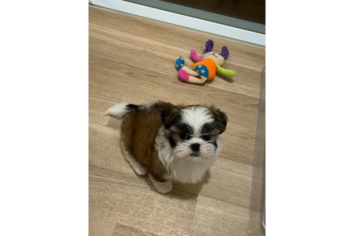 $350 : cachorros Shihzu image 3