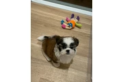 $350 : cachorros Shihzu thumbnail