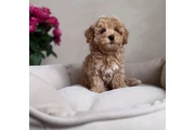 $400 : Adorable Maltipoo en Venta thumbnail
