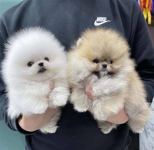 $350 : Pomerania en venta image 8