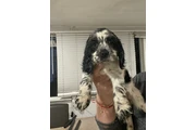 Coker Spaniel en Miami