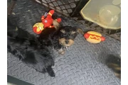 $750 : Yorkshire Terrier Pup for sale thumbnail