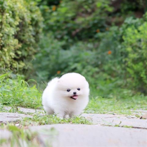 $300 : Pomeranian mini puppy image 2