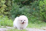 $300 : Pomeranian mini puppy thumbnail