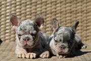 $500 : Pretty French bulldog thumbnail