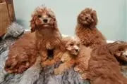 family Cavapoo Pups en Montana