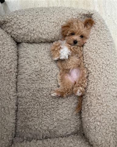 $350 : Maltipoo puppies image 3