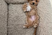 $350 : Maltipoo puppies thumbnail