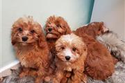Cockapoo puppies for sale en Chicago