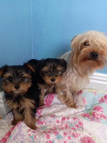 $280 : Yorkshire Terrier Tuppies image 1
