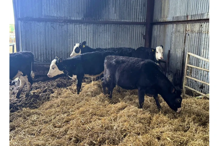 $350 : 6 F1 Wagyu Cow–Calf Pairs image 1