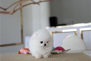 $240 : Pomeranian puppies for sale thumbnail