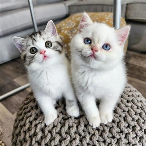 $500 : gatitos buscando nuevos hogare image 9