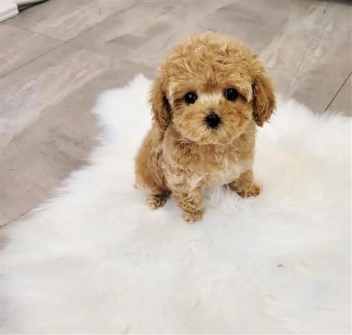 $400 : Maltipoo puppy for adoption image 2