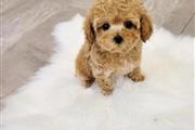 $400 : Maltipoo puppy for adoption thumbnail