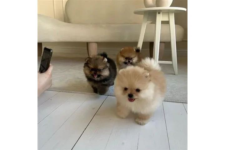 $350 : Pomerania en venta image 3