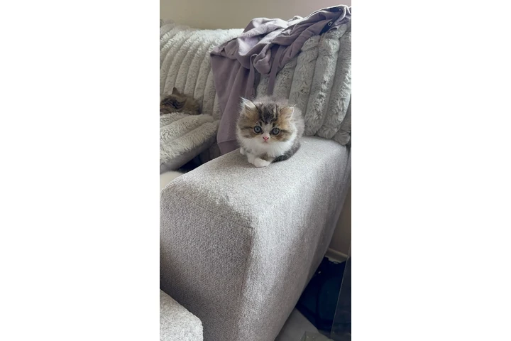 $1000 : Persian Cats image 1