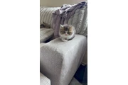 Persian Cats en Orange County