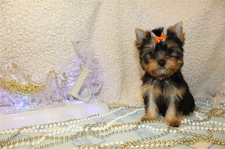 $400 : Super adorable Yorkie Puppies. image 3
