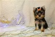 $400 : Super adorable Yorkie Puppies. thumbnail