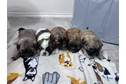 Shih Tzu en venta en Austin