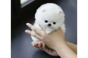 $350 : Cachorros Pomerania miniatura thumbnail