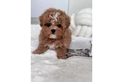 Lovely Maltipoo Puppies en Birmingham