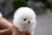 $300 : Pomeranian puppies thumbnail