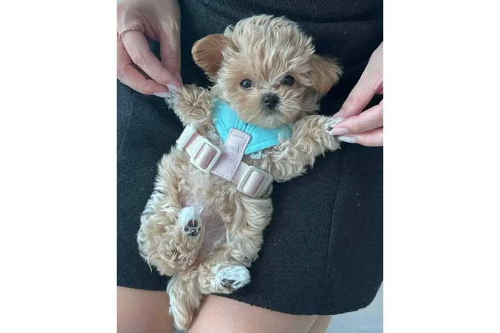 $350 : taza de té maltipoo cachorros image 4