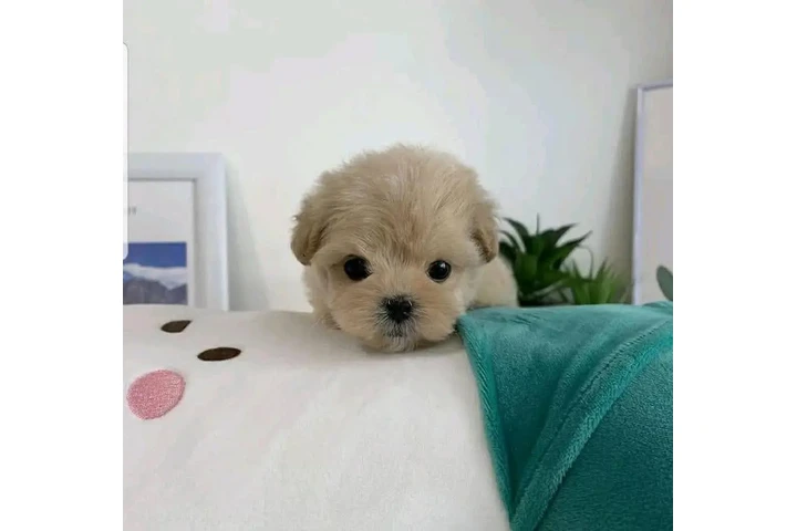 $350 : taza de té maltipoo cachorros image 3
