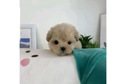 $350 : taza de té maltipoo cachorros thumbnail