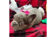 Bulldog Francés En Venta