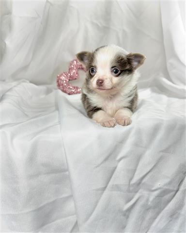 $350 : Beautiful chihuahua pup ready image 2