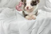$350 : Beautiful chihuahua pup ready thumbnail