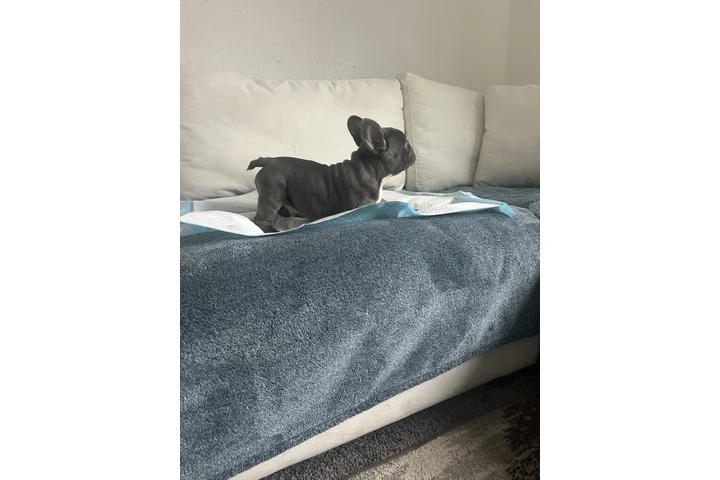 $1500 : Frenchie AKC image 2