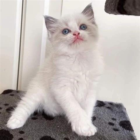 $490 : Ragdoll Beauty puppy kittens image 1